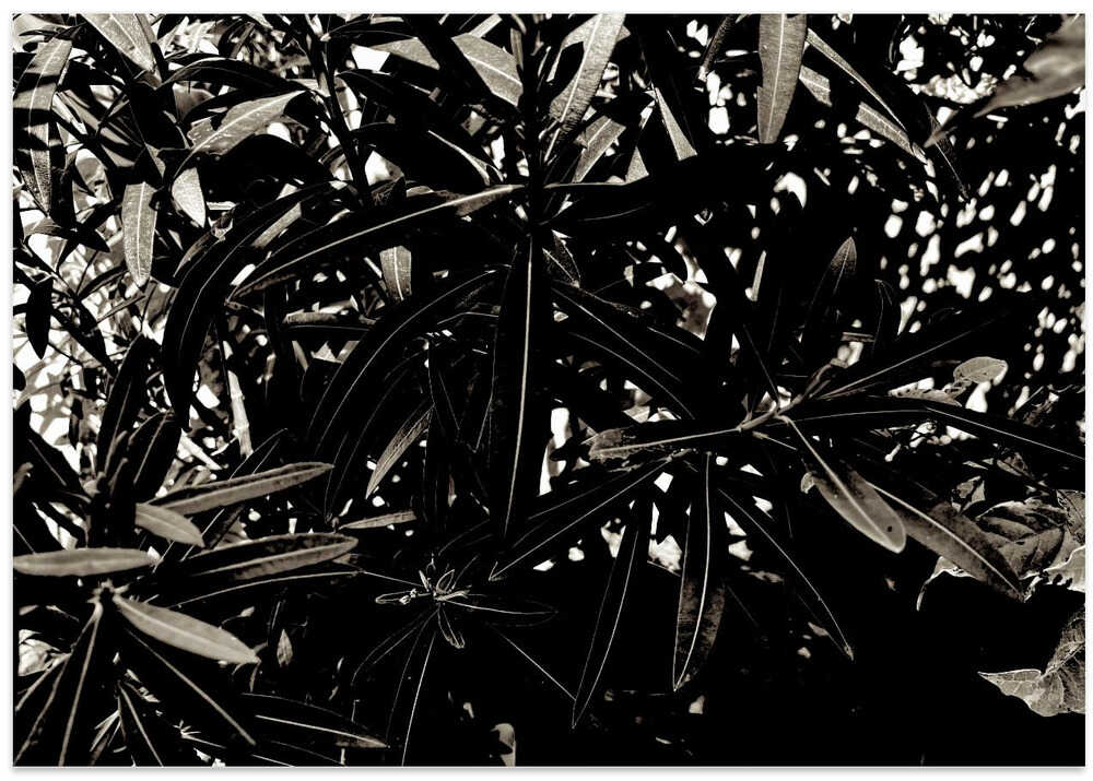Shadowed Leaves