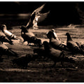 Pigeons in Motion