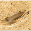 Feather on Sand