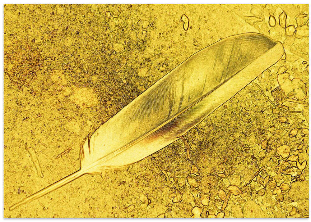 Golden Feather Dreams