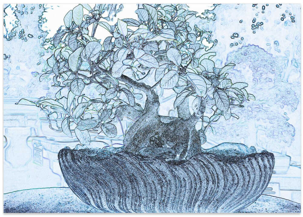 Frosted Bonsai Dream