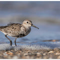 Dunlin on the coast.