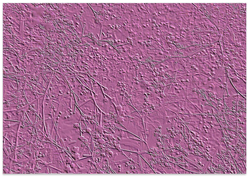 Whispers in Lavender