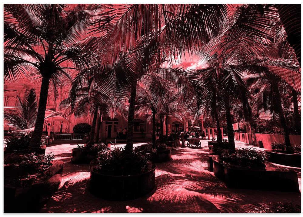 Crimson Palm Shadows
