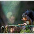 Close-up of squirrel eating food on wood