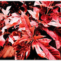 Crimson Foliage Burst