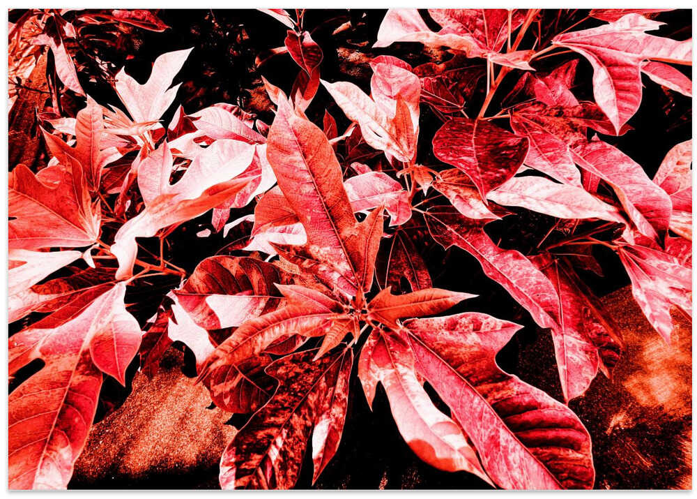 Crimson Foliage Burst
