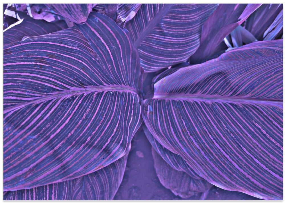 Purple Leaf Harmony