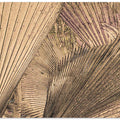 Palm Frond Patterns