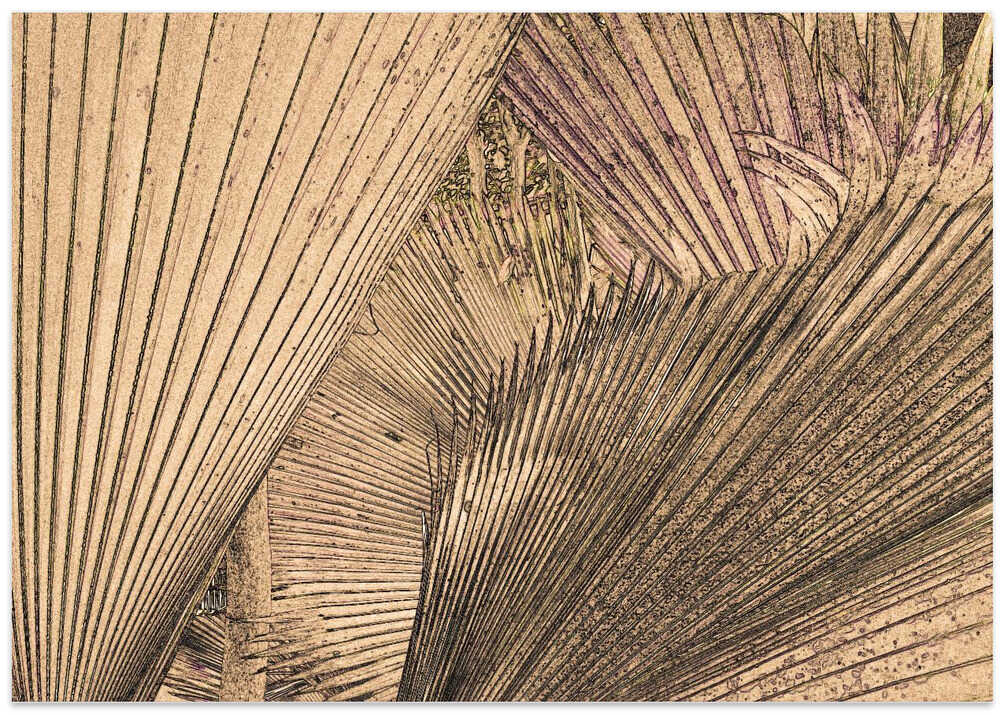 Palm Frond Patterns