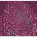 Pink Frond Geometry