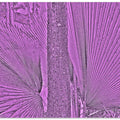 Purple Frond Lines