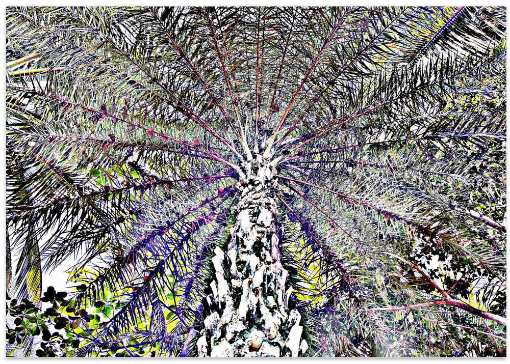 Palm Canopy Burst