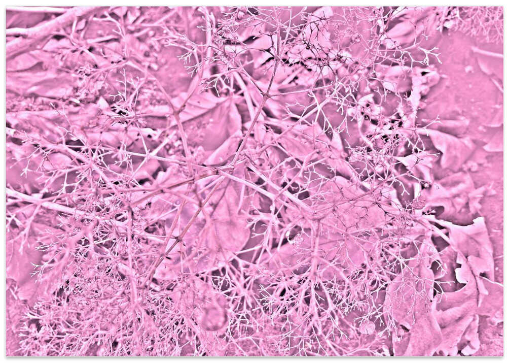 Pink Woodland Tangle