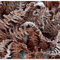 Frosty Ferns