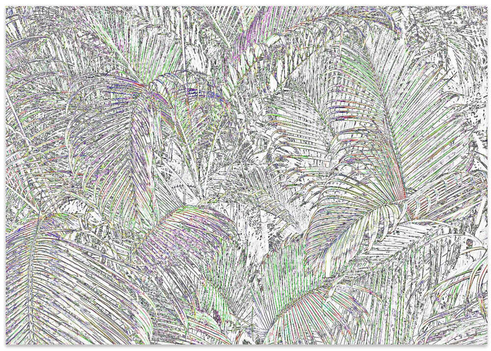 Intricate Pattern Of Tropical Palm Leaves