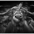 Happy Cape Buffalo