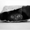 Cat in a bag