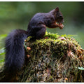 Close-up of squirrel on tree trunk