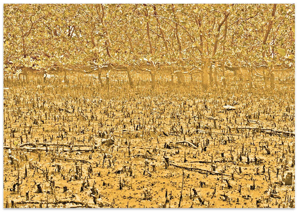 Golden Mangrove Scene