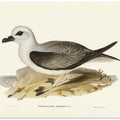 White Headed Petrel