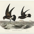 Wilson's Storm Petrel