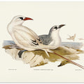 Red Tailed Tropic Bird