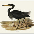 Sombre Egret