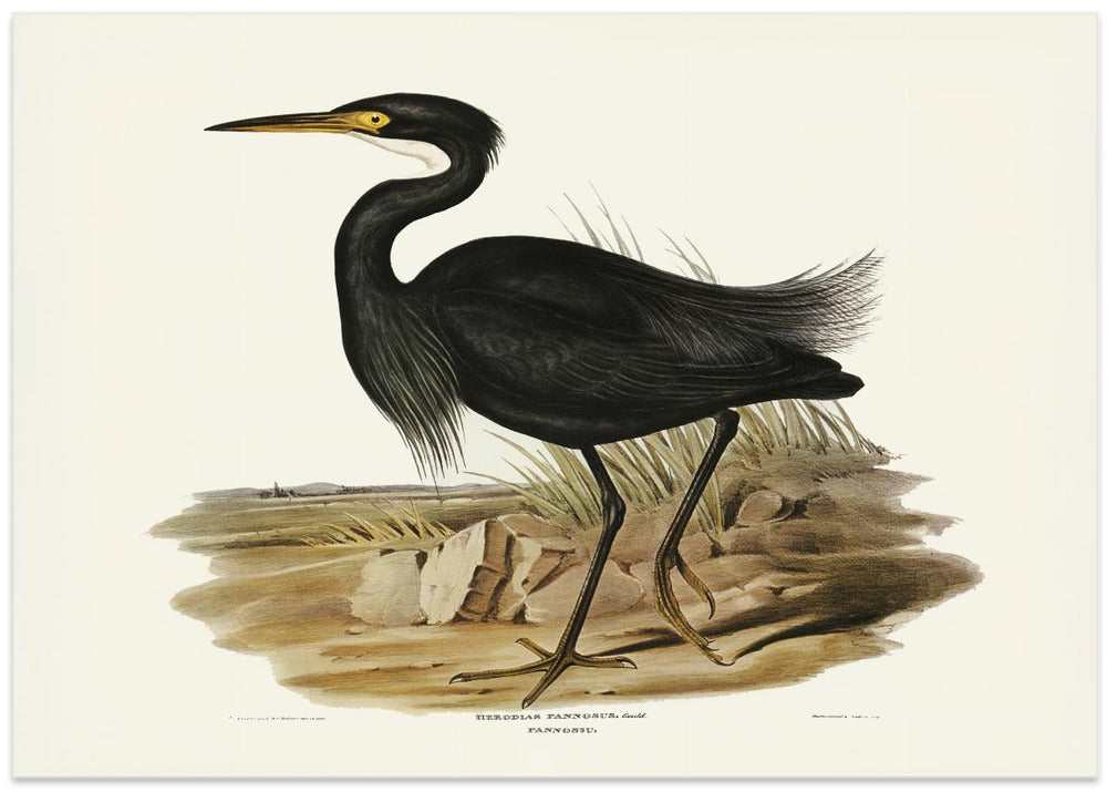 Sombre Egret