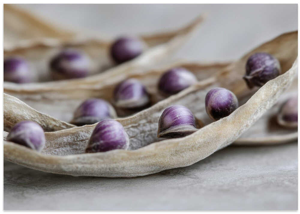 Purple Seed Symphony