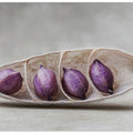 Purple Pod Harmony