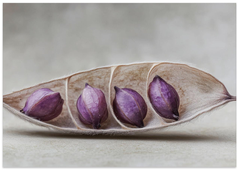Purple Pod Harmony