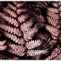 Burgundy fern