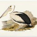 Australian Pelican