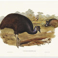 Bennett's Cassowary