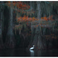 Caddo Lake 1