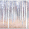Birch forest in november.