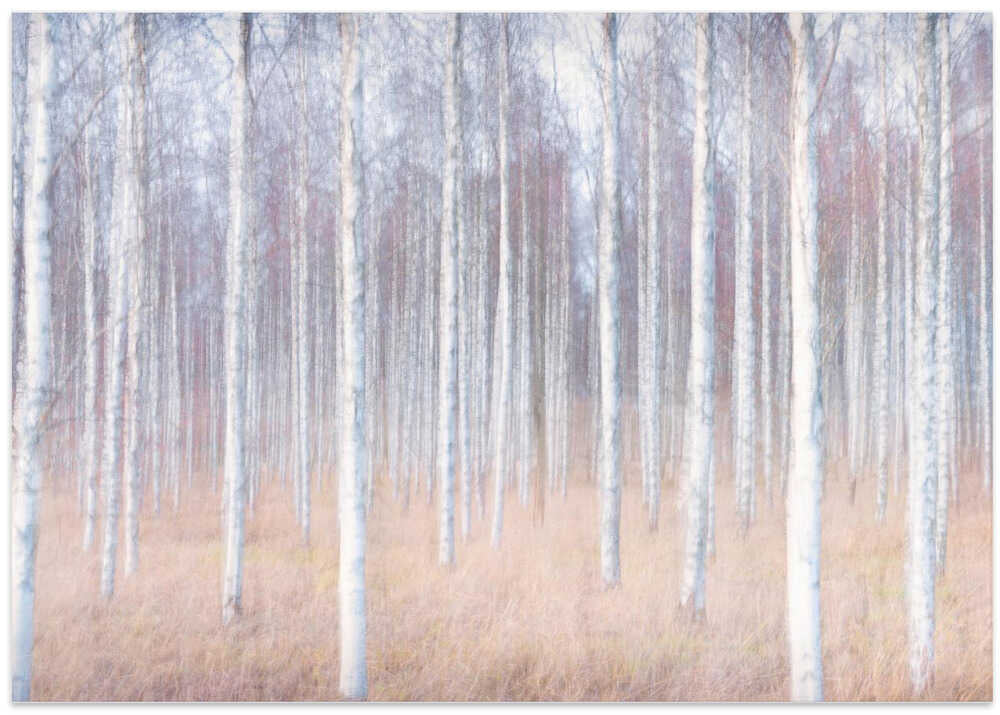 Birch forest in november.
