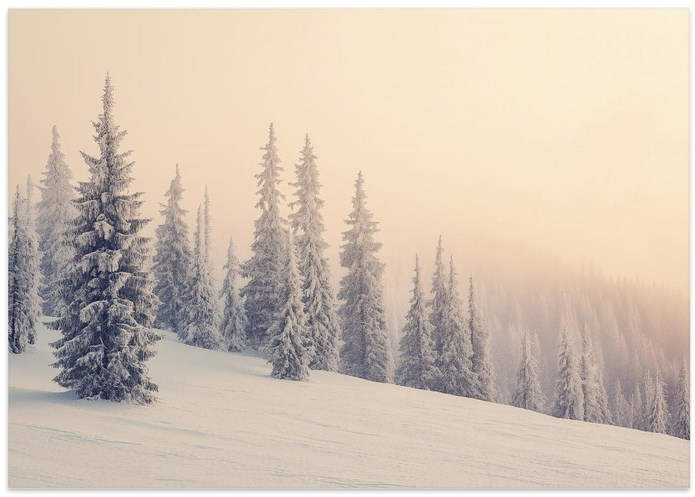 Winter Landscape Snowy Pines