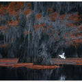 Caddo Lake 9