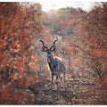 Kudu…