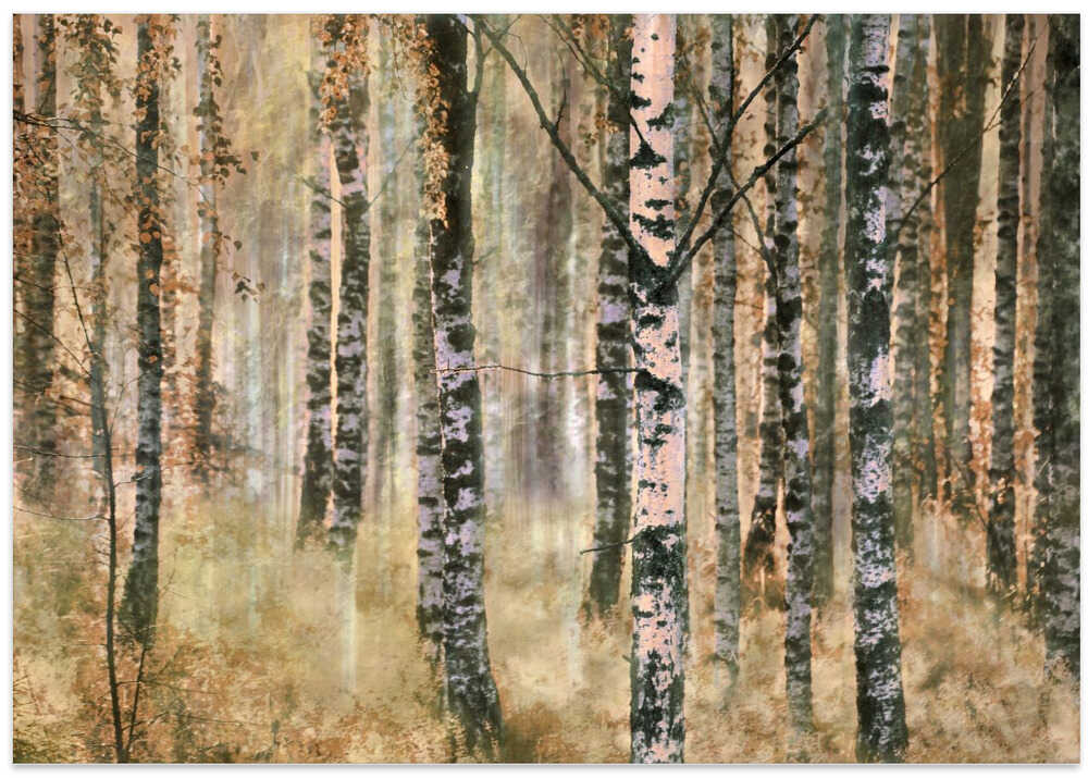 Morning in birch forest