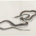 Snake By Kōno Bairei (1844 1895)