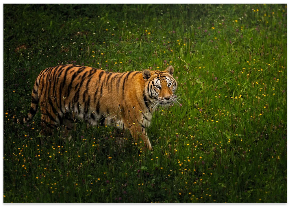 Spring time!! Panthera Tigris 7R54380