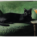 Black Cat Green Sofa Chill