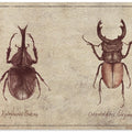 Beetle Illustrations