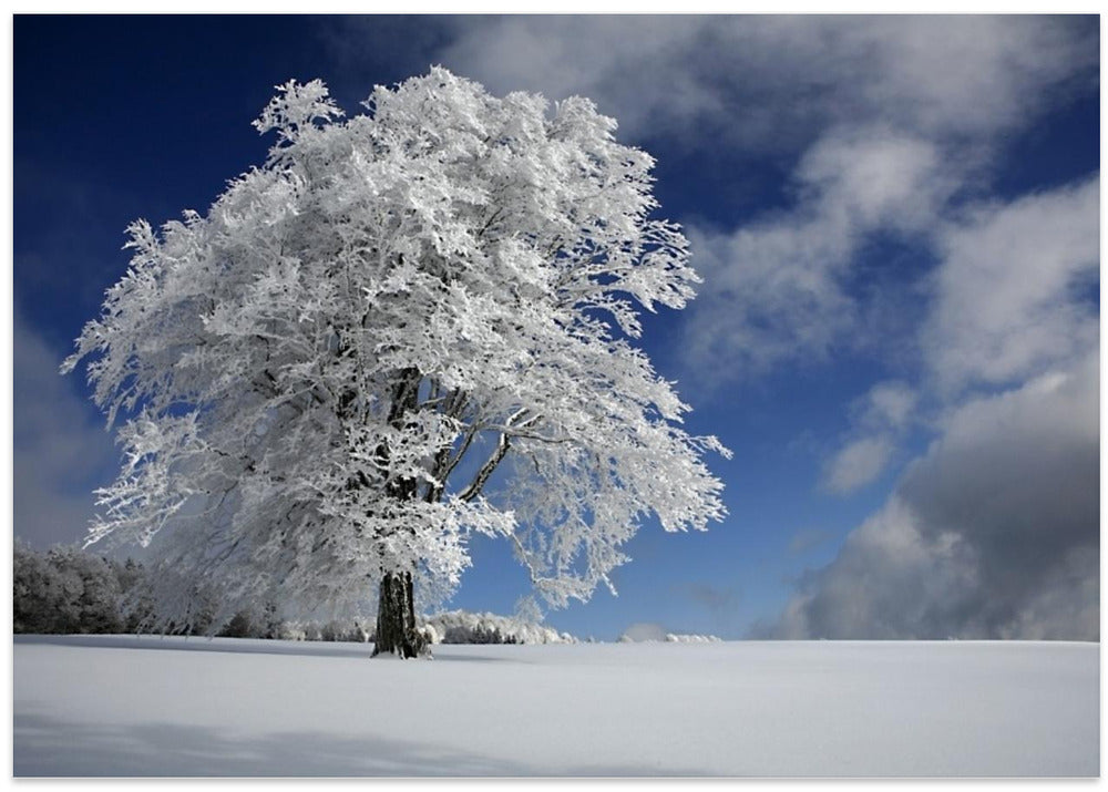 White Windbuche in Black Forest