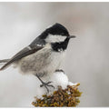 The little coal tit.