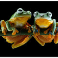 Two Frogs