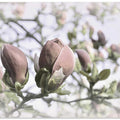 Delicate Magnolia Buds